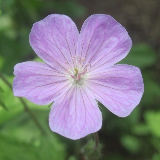 Wild Geranium