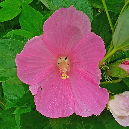 Rose Mallow