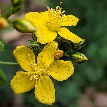 Spotted St. Johnswort