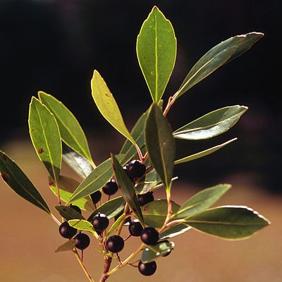 Inkberry