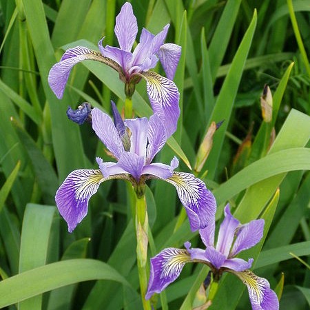 Blue Flag Iris