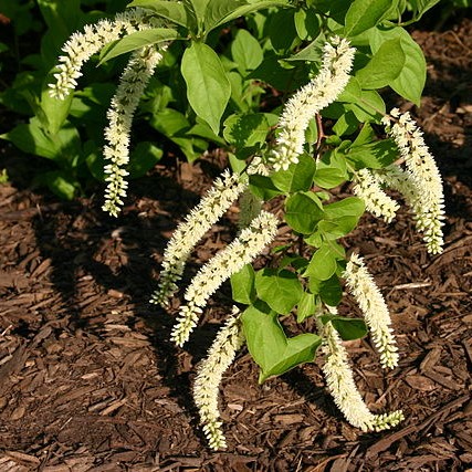 Virginia Sweetspire
