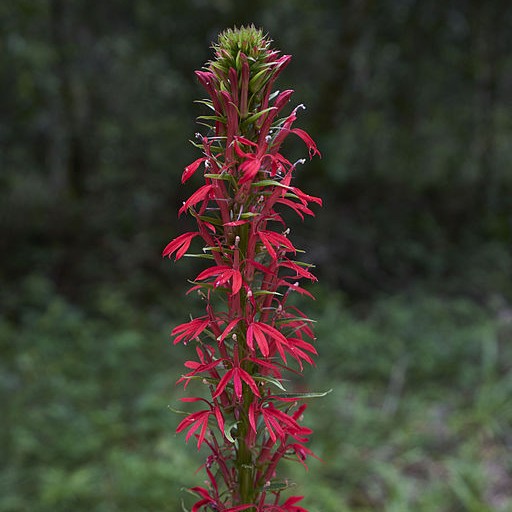 Cardinal Flower