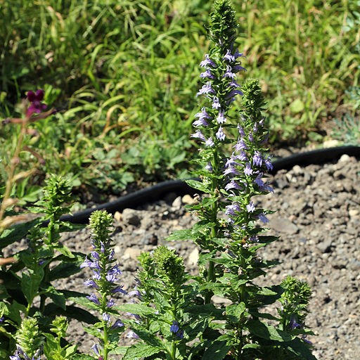 Great Blue Lobelia