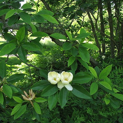Sweetbay Magnolia