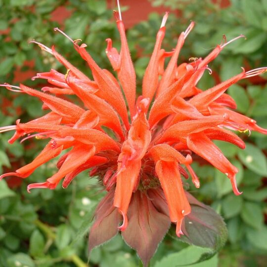 Beebalm