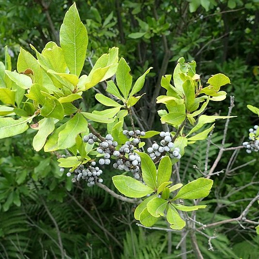 Bayberry