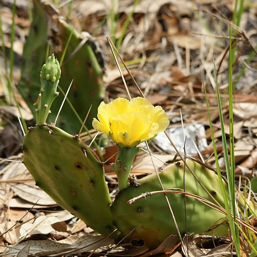 Prickly Pear Cactus