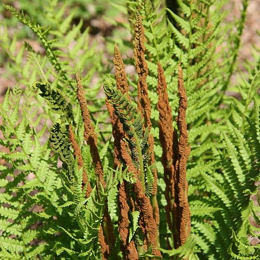 Cinnamon Fern