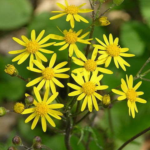 Golden Ragwort