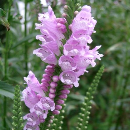 Obedient Plant