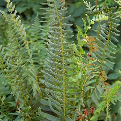 Christmas Fern