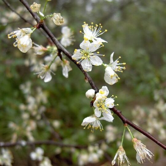 American Plum