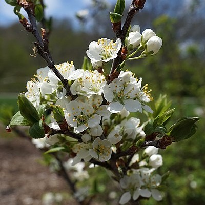 Beach Plum