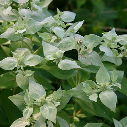 Broadleaved Mountain-Mint