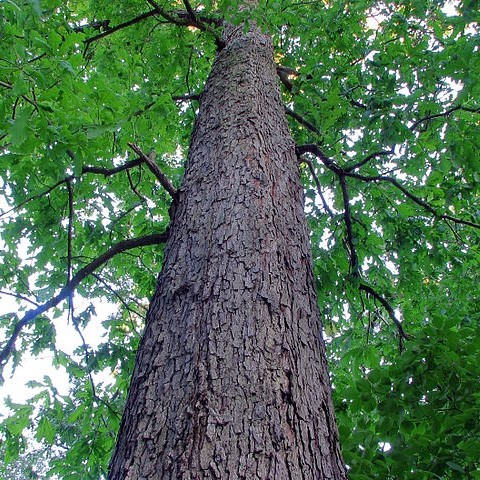 White Oak
