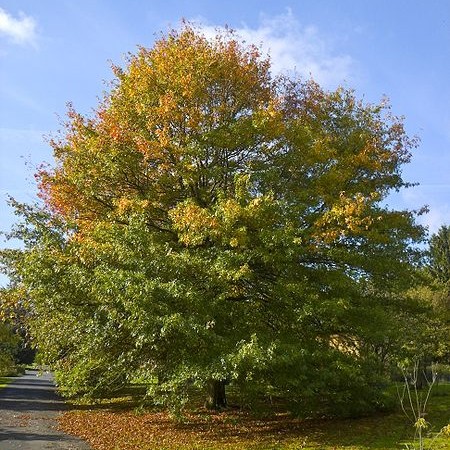 Pin Oak