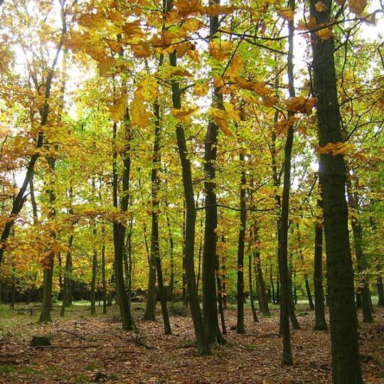 Northern Red Oak