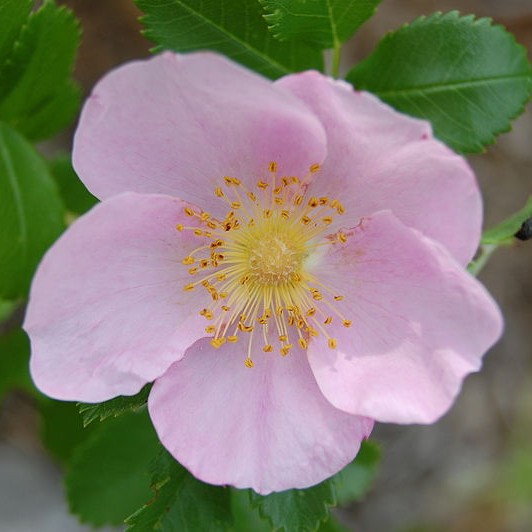 Carolina Rose