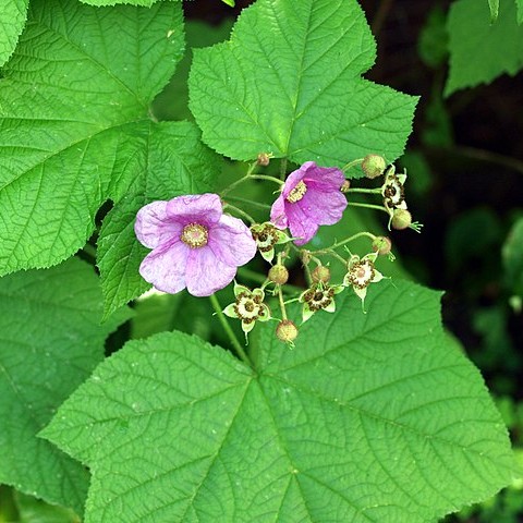 Flowering Raspberry