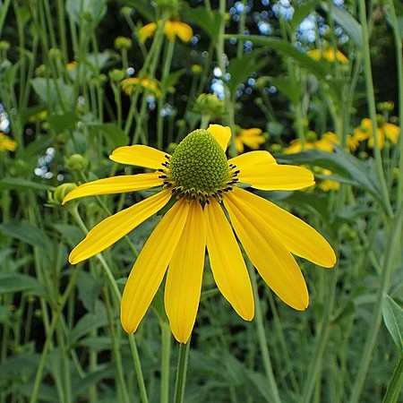 Tall Coneflower