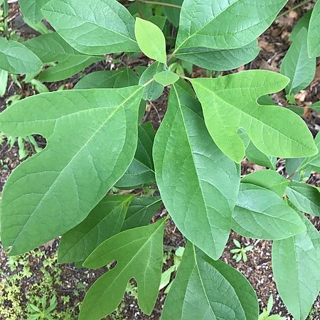 Sassafras