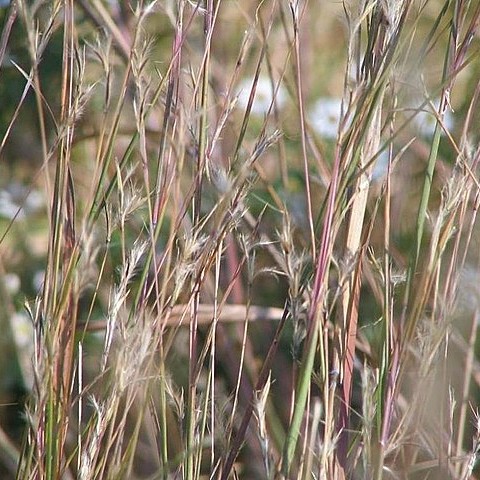 Little Bluestem
