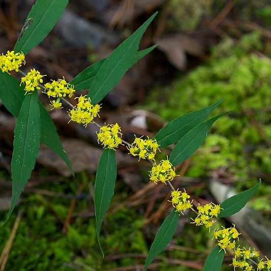 Wreath Goldenrod
