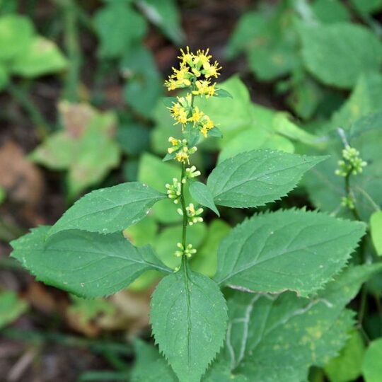 Zig-zag Goldenrod