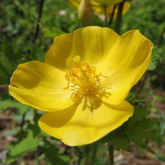 Wood Poppy