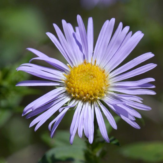 New England Aster