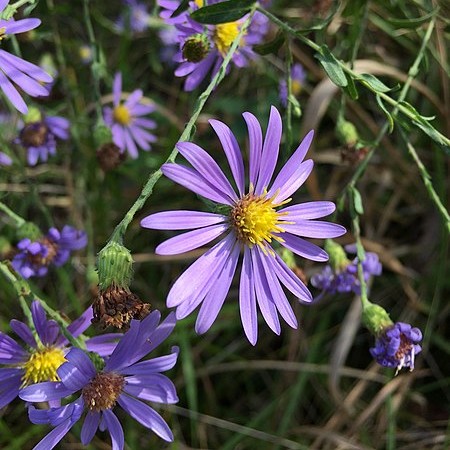 Late Purple Aster