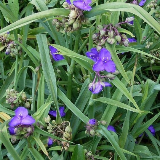 Virginia Spiderwort