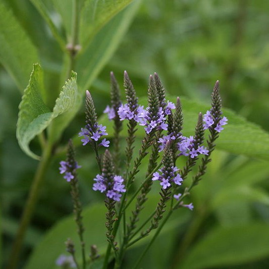 Blue Vervain