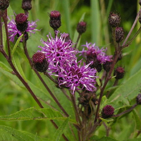 New York Ironweed