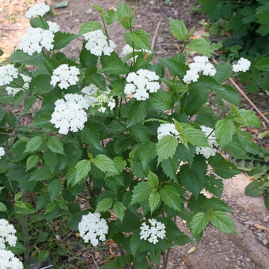 Arrowwood Viburnum