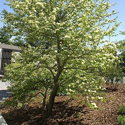 Blackhaw Viburnum