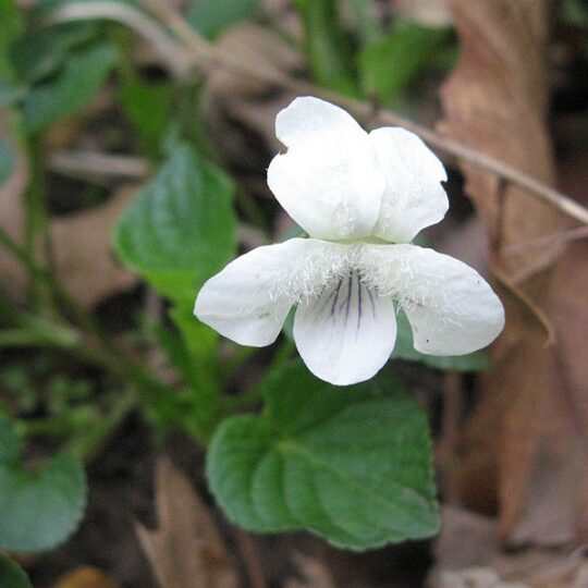 Striped Cream Violet
