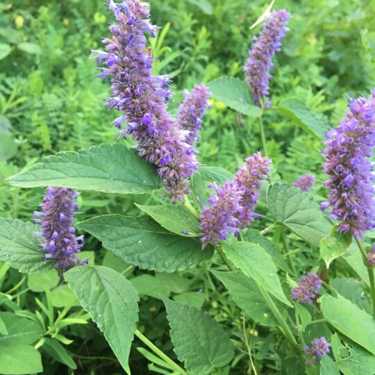 Anise Hyssop