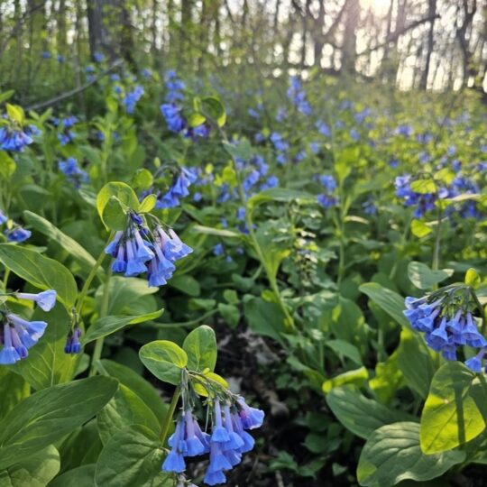 Virginia Bluebells