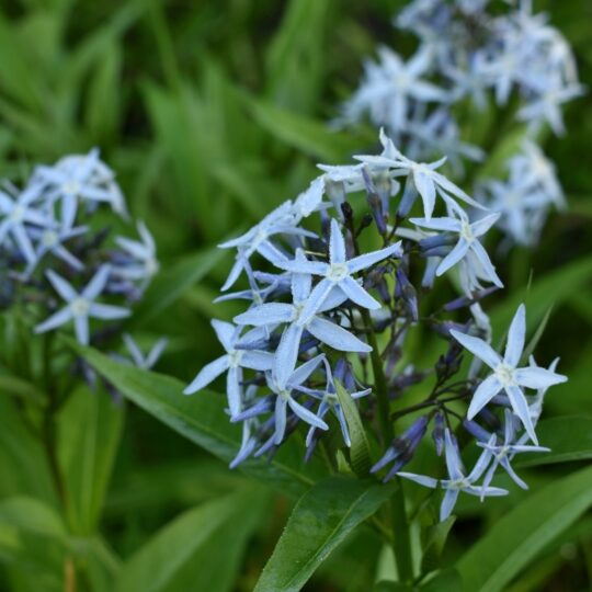 Eastern Bluestar