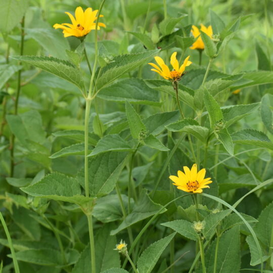 False Sunflower