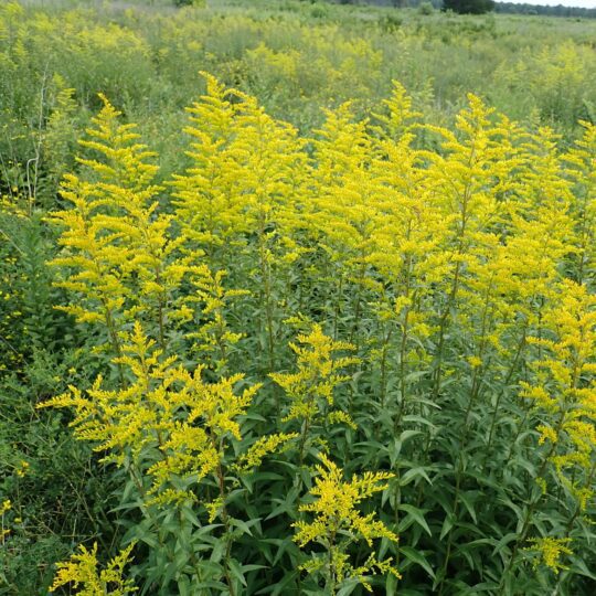 Sweet Goldenrod