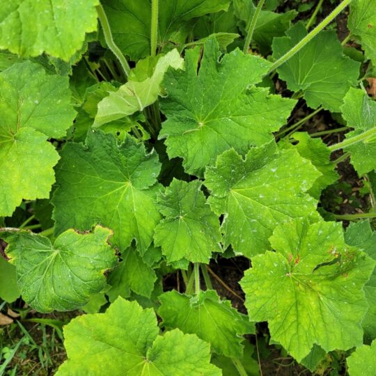 Hairy Alumroot