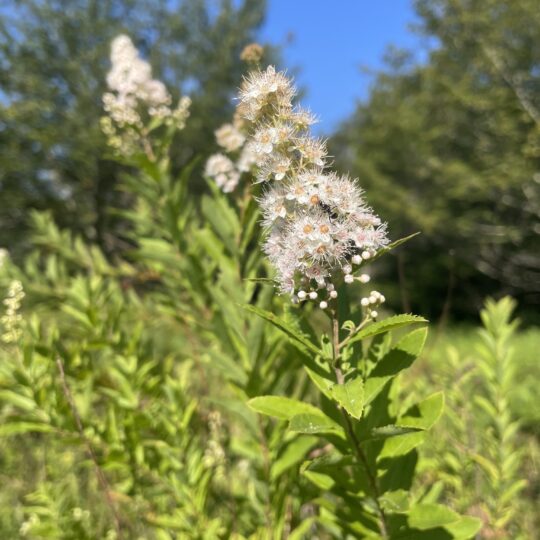 Meadowsweet