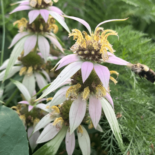 Dotted Horsemint
