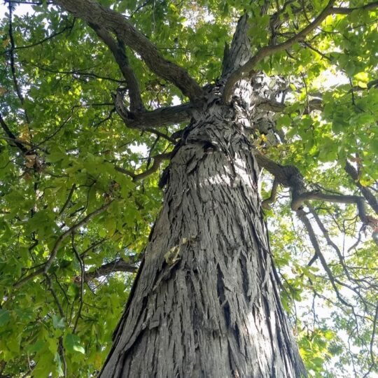 Shagbark Hickory