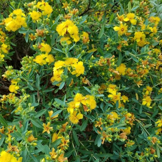 Shrubby St. Johns-wort