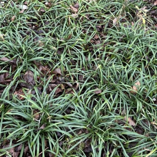 Spreading Sedge