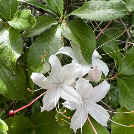 Swamp Azalea